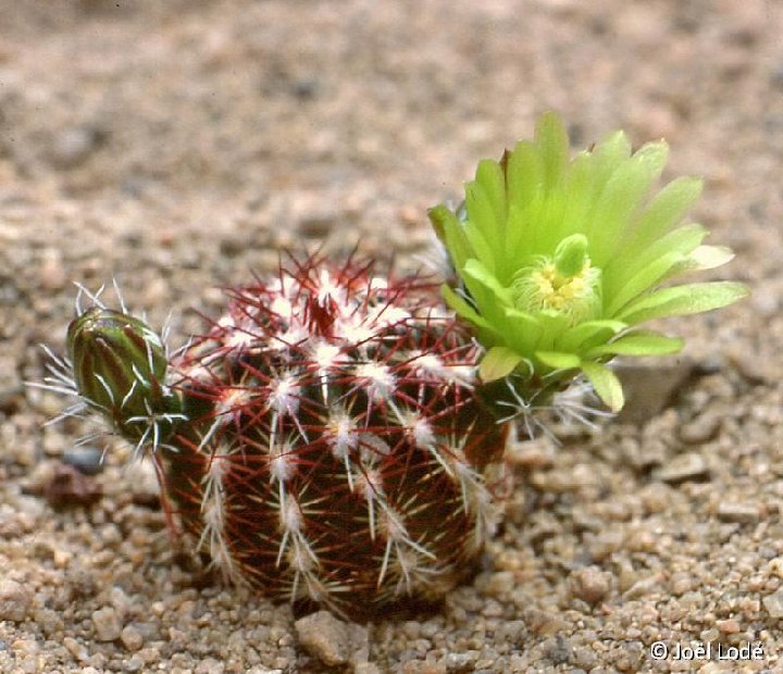 Echinocereus viridiflorus ©JLcoll.1302